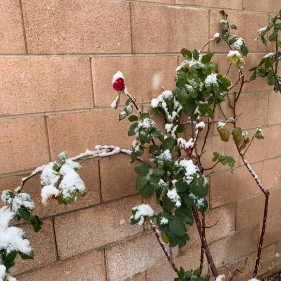 Meet your Posher, Allison - Picture 1 of 1